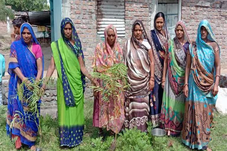 Plantation in shajapur