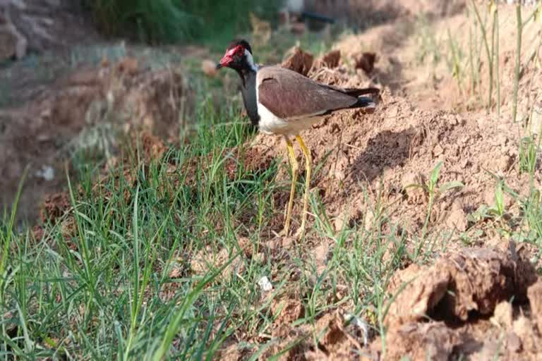 tithari-bird-eggs-and-weather-forecast-in-bharatpur