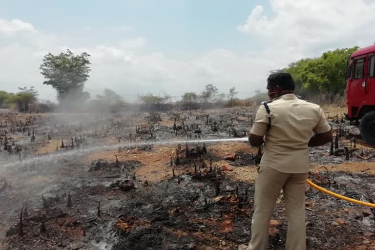 అరటి పంట దగ్ధం