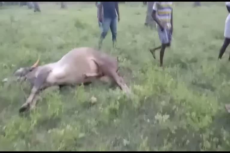 Bull kills in Tirupathur Police are investigating