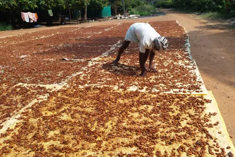 cocoa farmers problems in West Godavari district