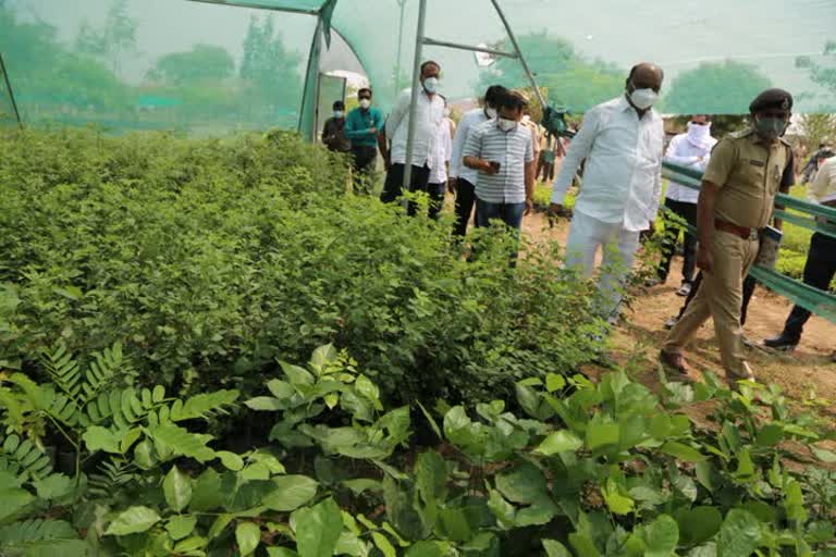 पालकमंत्रांची रोपवाटिकेला भेट