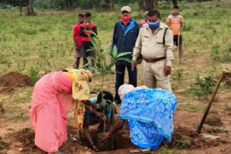 Two lakh Plantation done in Chhattisgarh