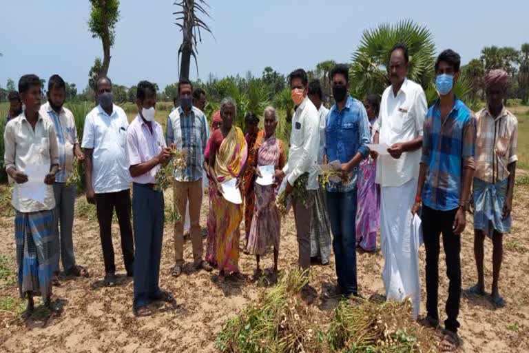 groundnut cultivation in Mayiladuthurai district 