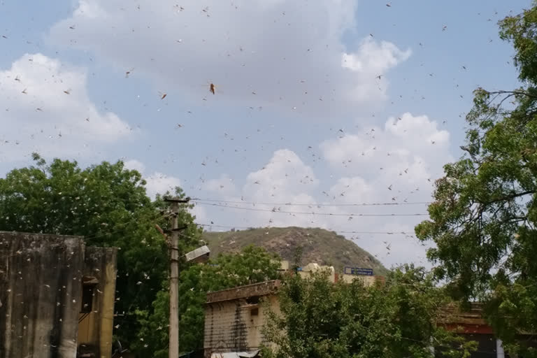 Locust attack in Rajasthan Locust attack Locust in Bundi district Bundi news രാജസ്ഥാൻ വെട്ടുകിളി ആക്രമണം ബുണ്ടി ജില്ലയിൽ വെട്ടുകിളി വെട്ടുകിളി പ്രതിരോധം *