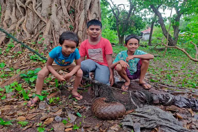 सिंधुदुर्ग : शाळकरी मुलांना जाळ्यात सापडले खवले मांजर 