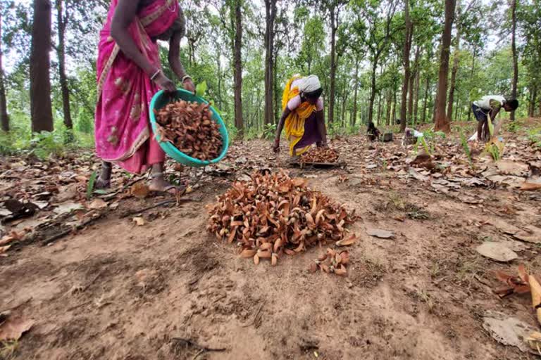 Villagers are collecting forest produce