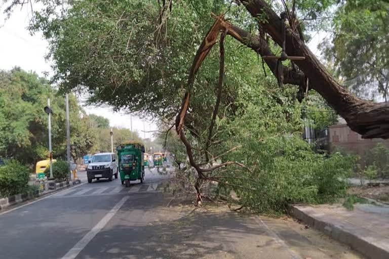 tree broken on main road