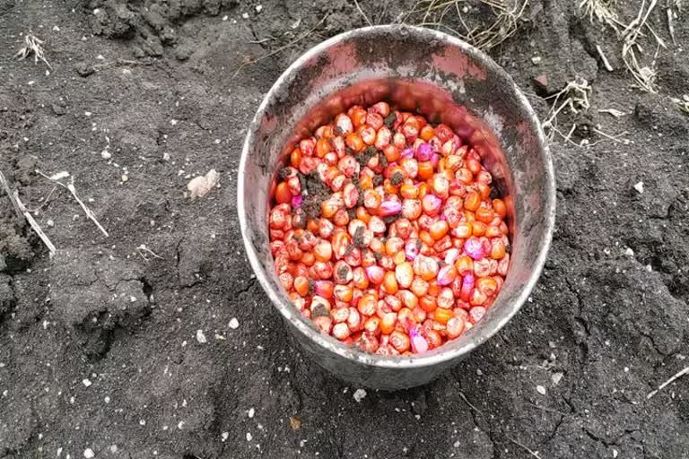 maize cultivation work started in Ariyalur district