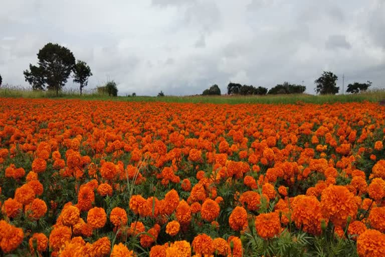 ಗುಂಡ್ಲುಪೇಟೆ