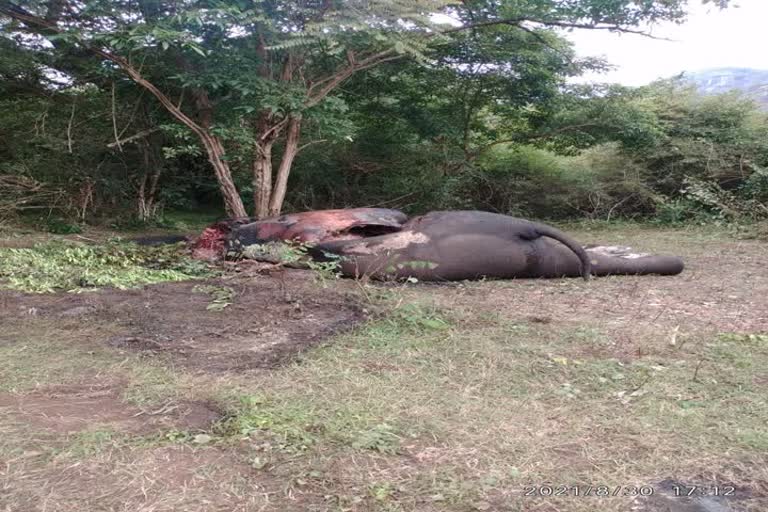 elephant killed for ivory