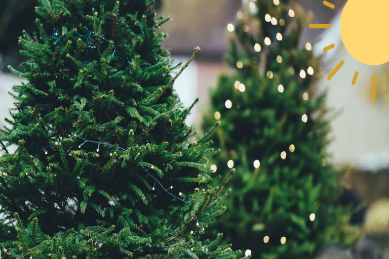 why Christmas trees stay green, photosynthetic machinery