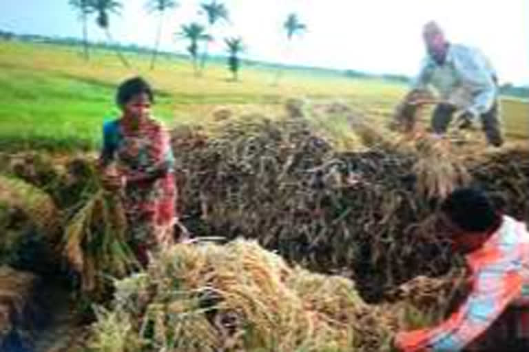 crop loss estimated report of visakha