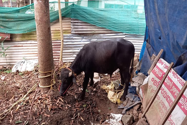 അറവു ശാലയില്‍ എത്തിച്ച പോത്ത് വിരണ്ടോടി  Cattle brought to slaughterhouse run away  Beef in kollam  Cattle brought to slaughterhouse run away in punalur  പിടിച്ചുകെട്ടാനുള്ള ശ്രമത്തിനിടെ നിരവധി പേര്‍ക്ക് പരിക്ക്