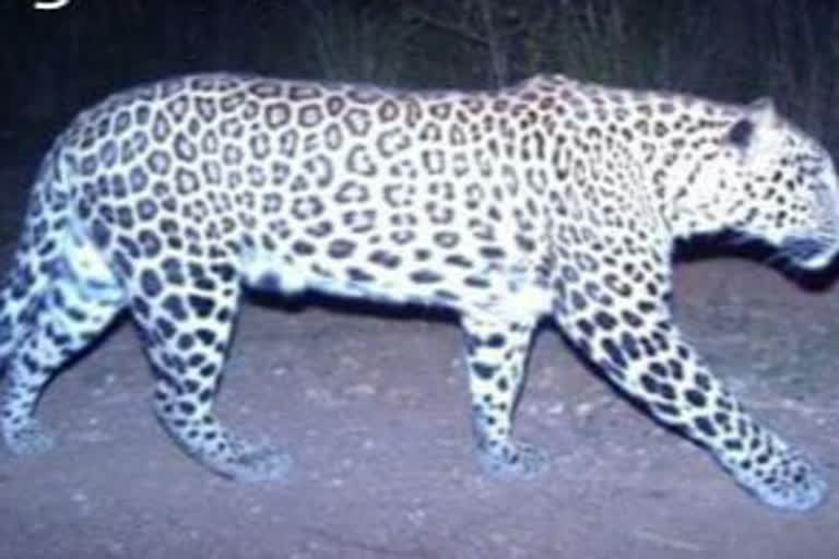 Again leopard found in Gangavathi