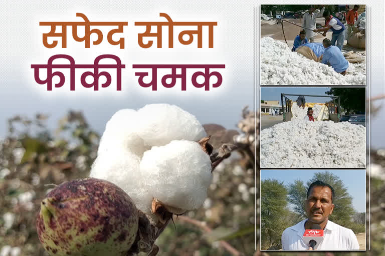 cotton crop sri gangangar, श्रीगंगानगर में कॉटन खरीद