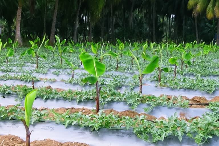 கோடையை எதிர்ப்பார்த்து தர்ப்பூசணி சாகுபடி  Watermelon cultivation in Satyamangalam  Watermelon cultivation  ஈரோடு மாவட்டச் செய்திகள்  Watermelon  சத்தியமங்கலத்தில் கோடையை எதிர்ப்பார்த்து தர்ப்பூசணி சாகுபடி  தர்ப்பூசணி  Erode District News