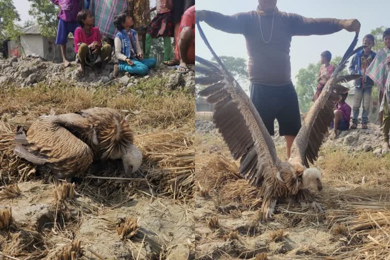 সন্দেশখালিতে জখম বিরল প্রজাতির শকুন, উদ্ধার ধানক্ষেতে