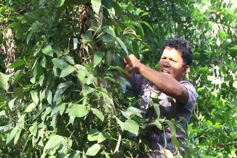 pepper farming kottayam  കുരുമുളക് കൃഷി  കുരുമുളക് കര്‍ഷകര്‍  കുരുമുളകിന്‍റെ വില  റബറിന്‍റെ വിലയിടിവ്