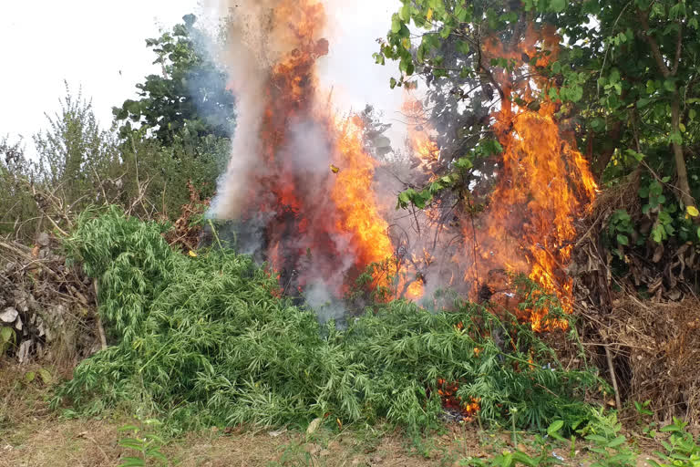 ଶହ ଶହ ଏକର ଗଞ୍ଜେଇ ଚାଷ ନଷ୍ଟ କଲେ ଅବକାରୀ ଓ ପୋଲିସ ବିଭାଗ