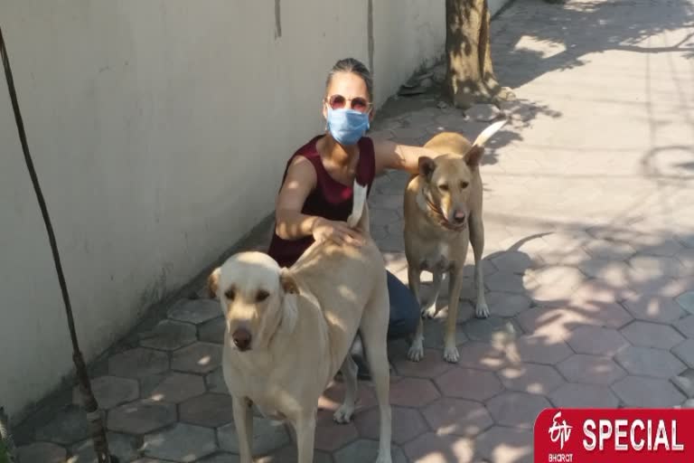 40 street dogs became friends of the entire colony