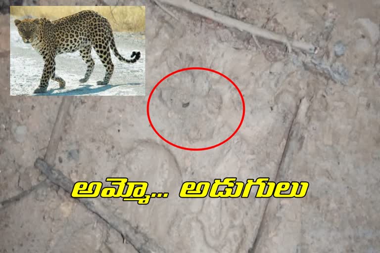 leopard-wandering-at-ramagundam-in-peddapalli-district