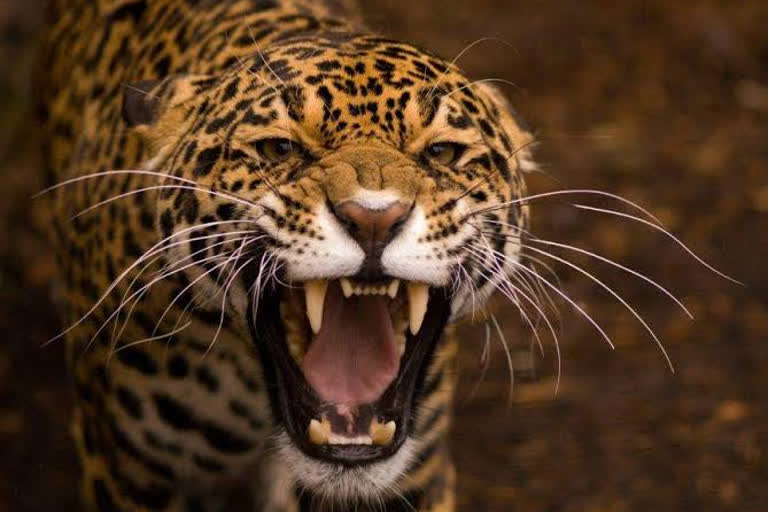 wild life attack news  palakkad thiruvizhamkunnu research centre news  thiruvizhamkunnu research centre news  thiruvizhamkunnu research centre tiger  തിരുവിഴാംകുന്ന് ഫാമിൽ തെരച്ചില്‍  പാലക്കാട് തിരുവിഴാംകുന്ന് ഫാമിൽ തെരച്ചില്‍  തിരുവിഴാംകുന്ന് ഗവേഷണ കേന്ദ്ര വാർത്തകൾ