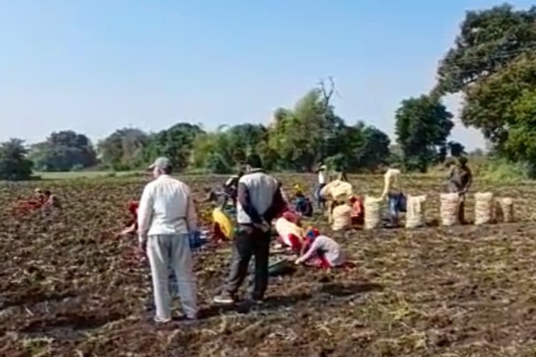 Farmers contract with chips making company