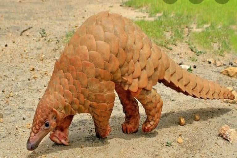 Pangolin poaching satara