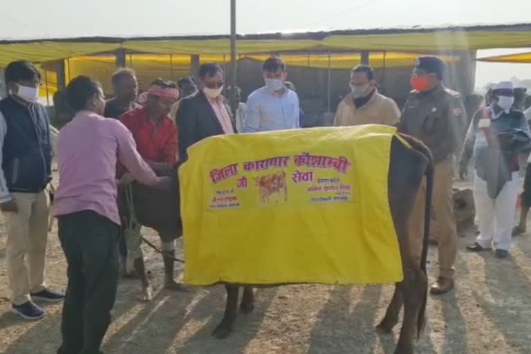 गोवंशों के लिए बनाए जा रहे गर्म कोट.