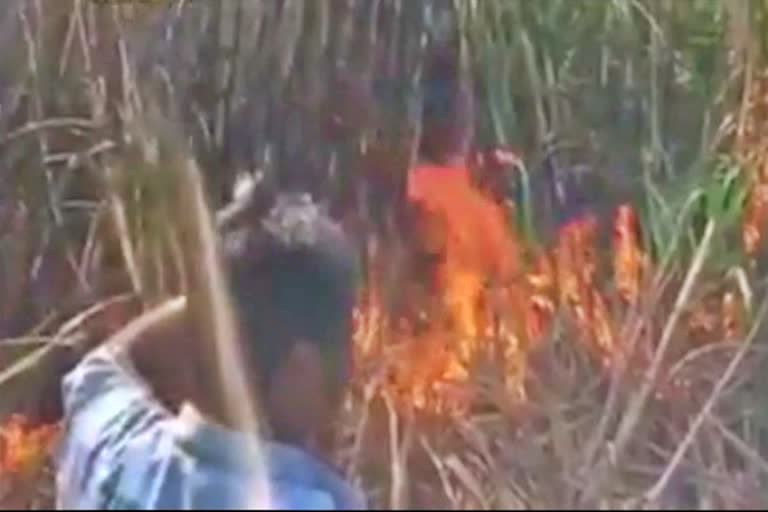 fire-at-a-cane-field-from-accused-in-shinglapur-village