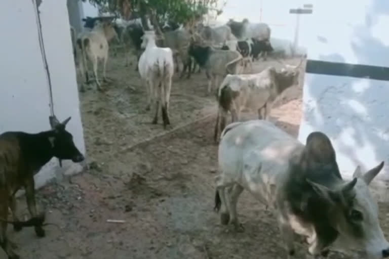 case registered against 26 people in amroha for releasing cattle