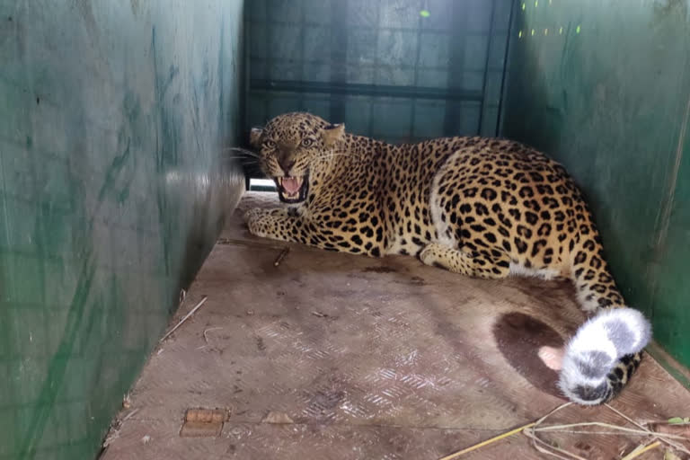 Capture the Leopard in tumakuru news