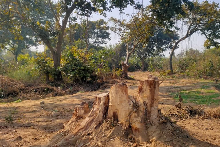 पेड़ों की कटाई, सिद्धार्थनगर ताजा समाचार, सिद्धार्थनगर वन विभाग