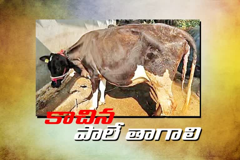 animal husbandry department suggest to drink heated only