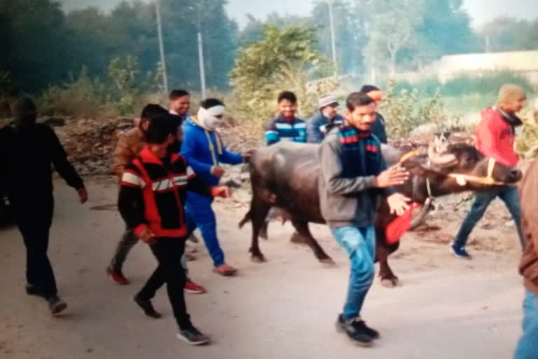 action on cattle ranchers