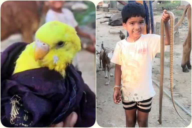 small boy saves  parrot from snake in chamrajnagar