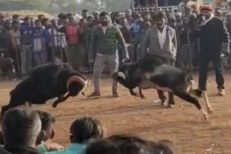 Ram fight in Gadag