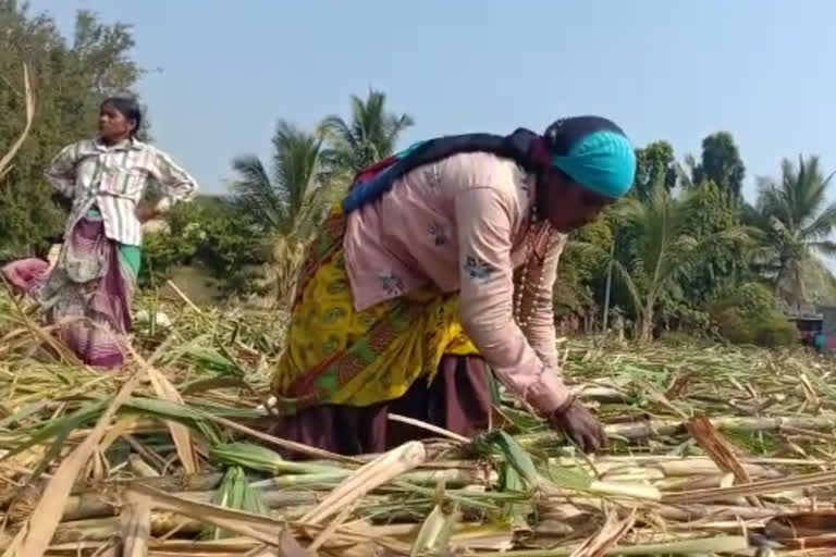 PREGNANT WOMAN IN OSMANABAD