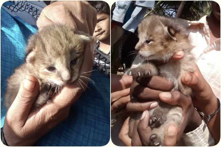 civet cat