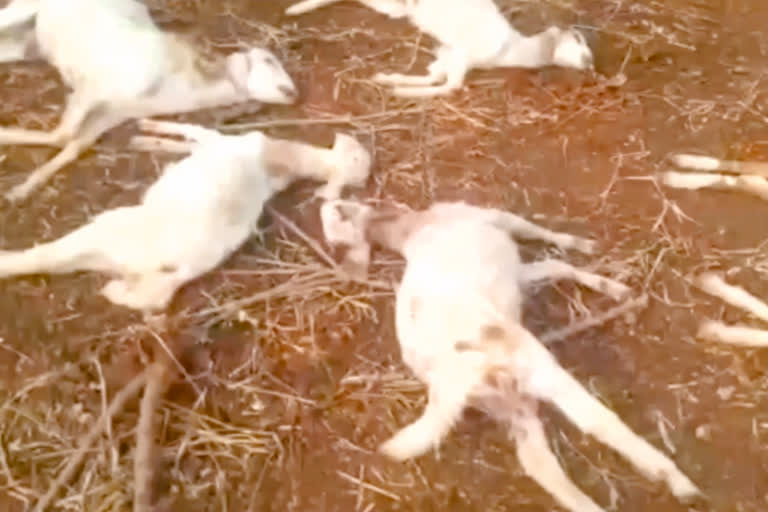 goats killed after stray dogs attack