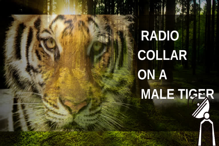 Bengal Forest Dept radio collars tiger in Sunderban Tiger Reserve