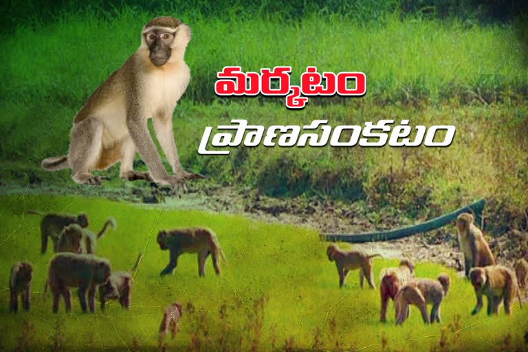 monkeys attacking on people in telangana