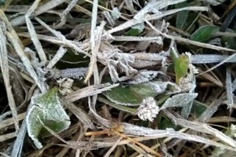 Falling temperature are causing damage to crops