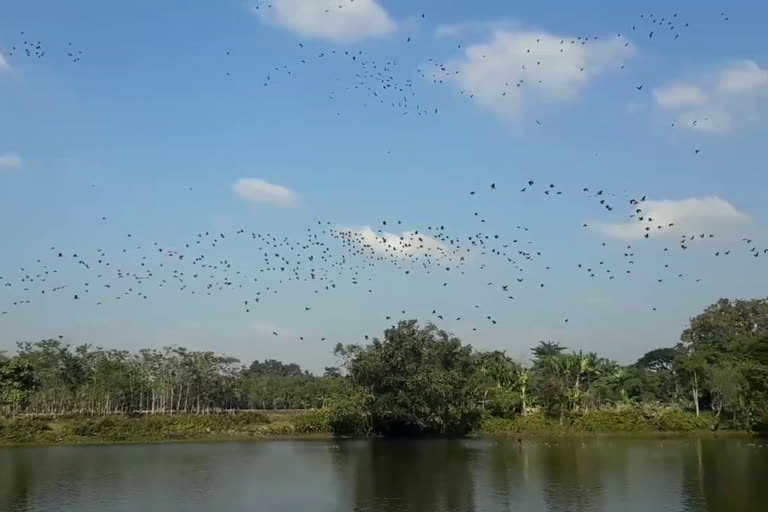 পৰিভ্ৰমী পক্ষীৰ কাকলিত জীপাল বাক্সাৰ আলাগজাৰ গাঁও