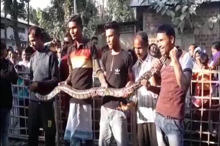 Python Recovered at Baihata