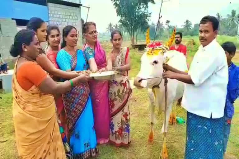 seemantham held to cow in chittor district