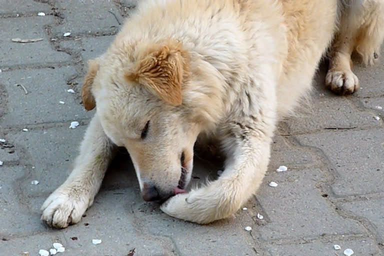 MP farmer names 50% property to pet dog