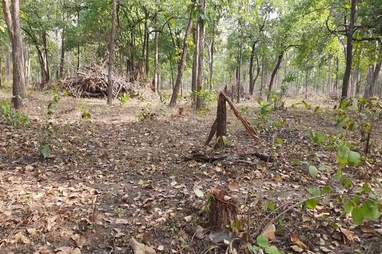 illegal-cutting-of-trees-in-bari-chhapar-forest-of-singpur-range-in-dhmatrai