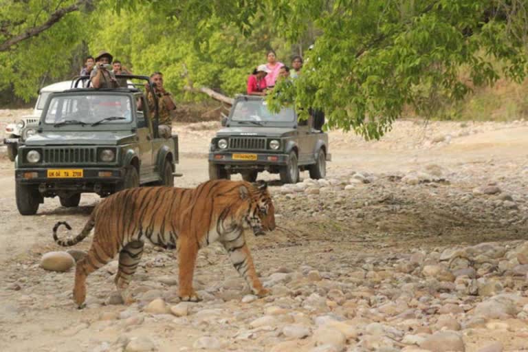 former-health-minister-surendra-singh-negis-statement-on-pokhorn-tiger-safari